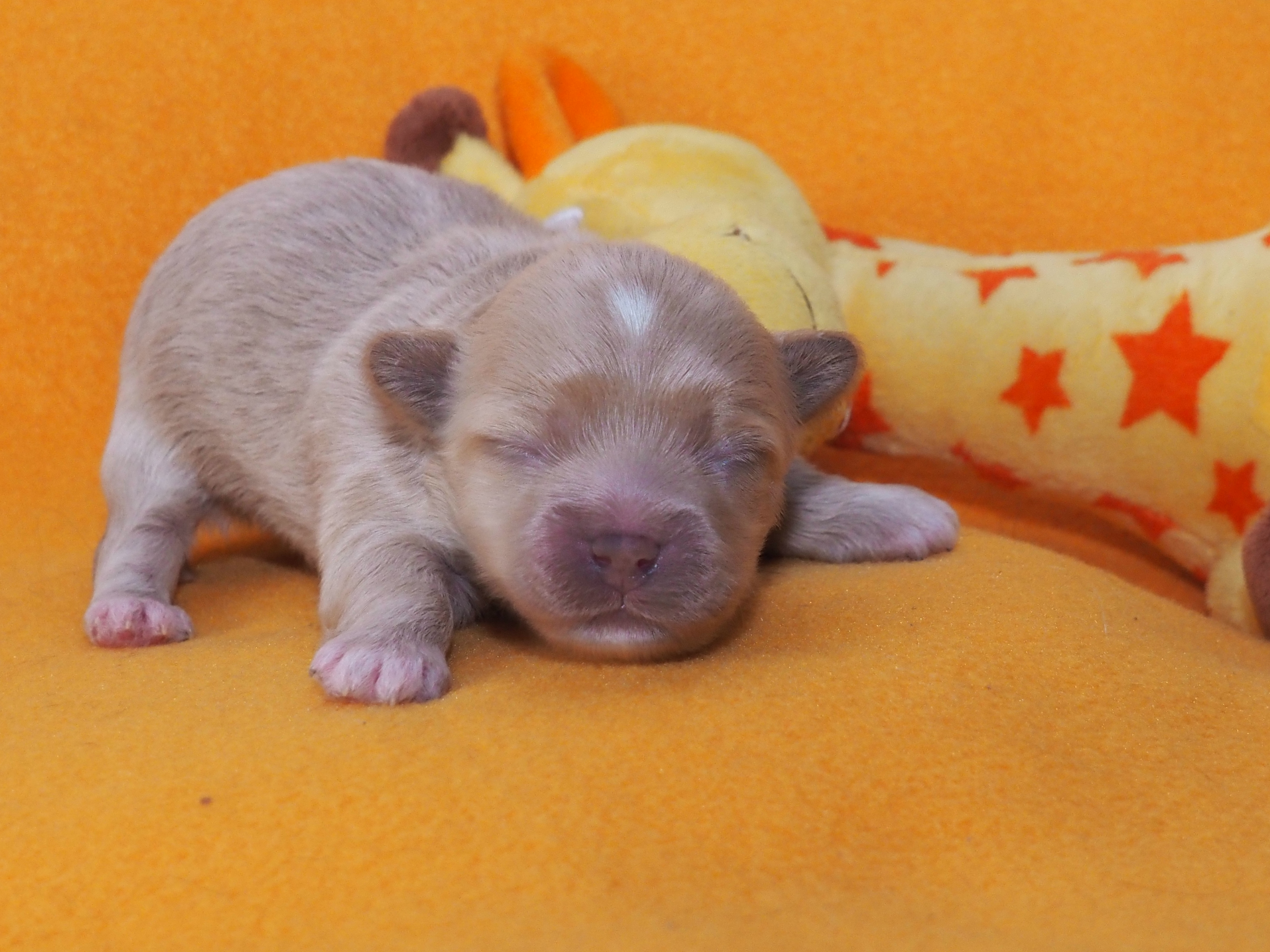 Zweites Mädel Rapunzel 22:55 Uhr, apricot Image