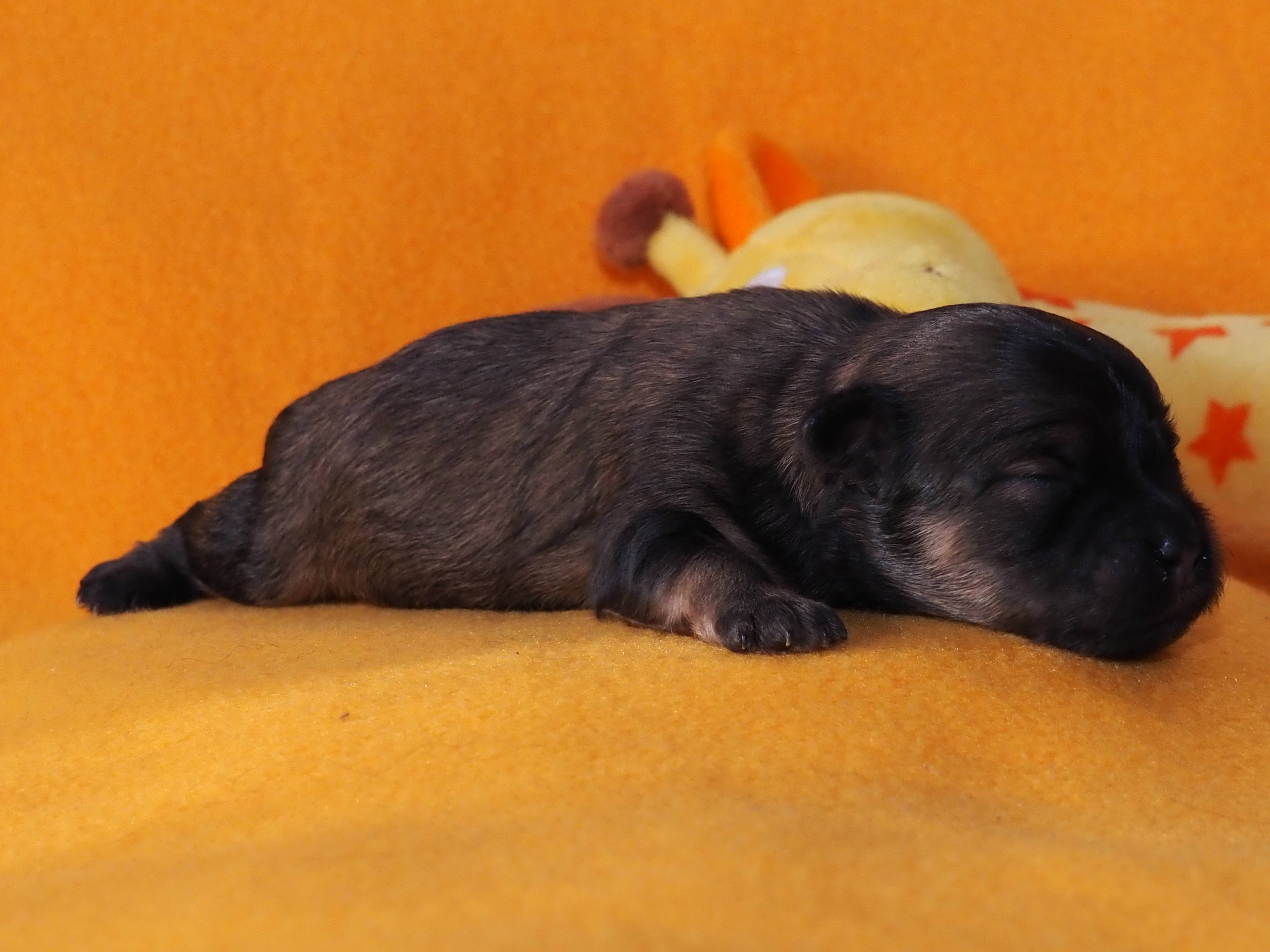 Dritter Welpe Rudi 23:55 Uhr. Rotzobel Image