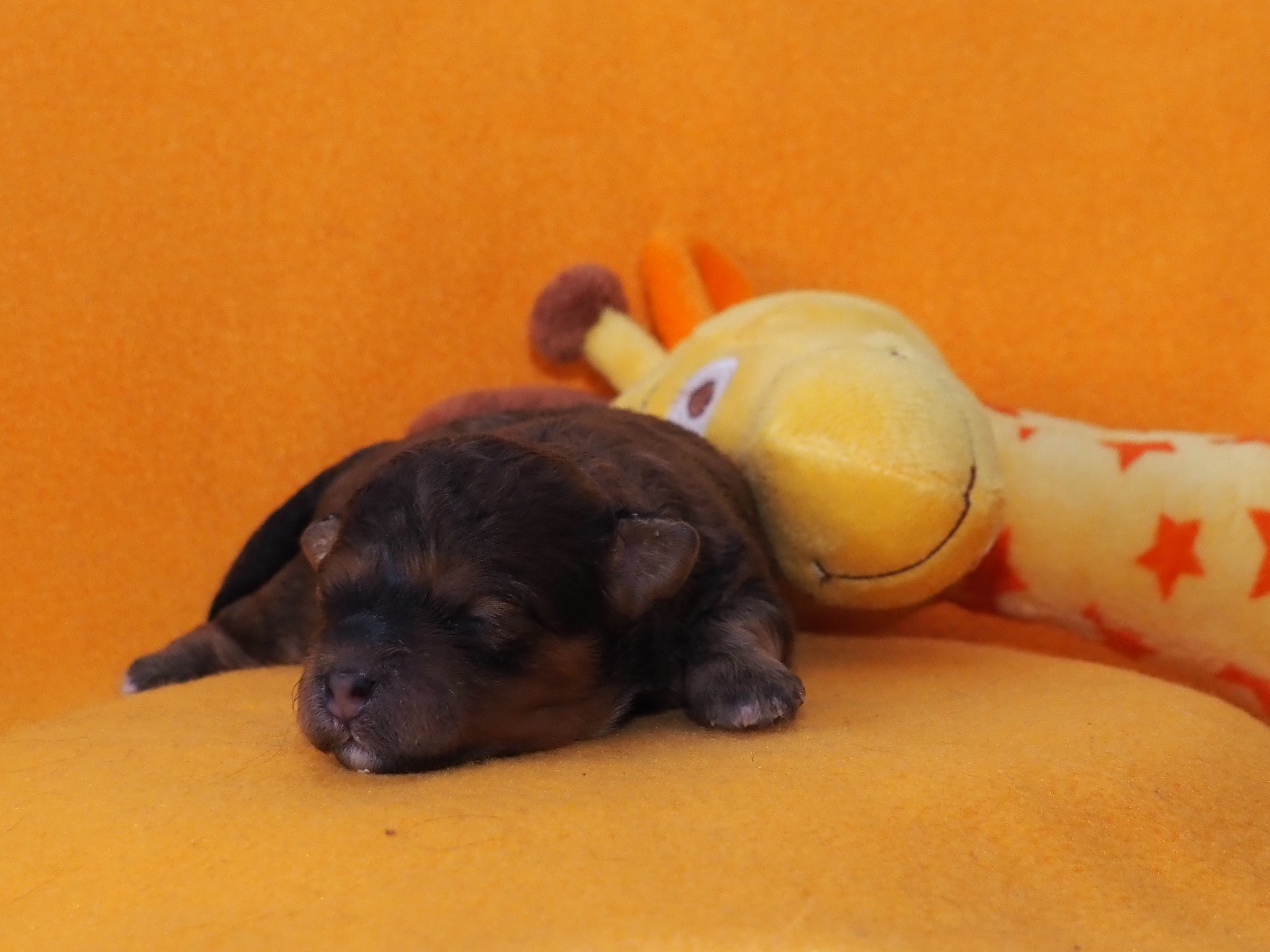 Unsere Erstgeborene Ronja 19:35 Uhr, rotzobel mit weißen Abzeichen Image