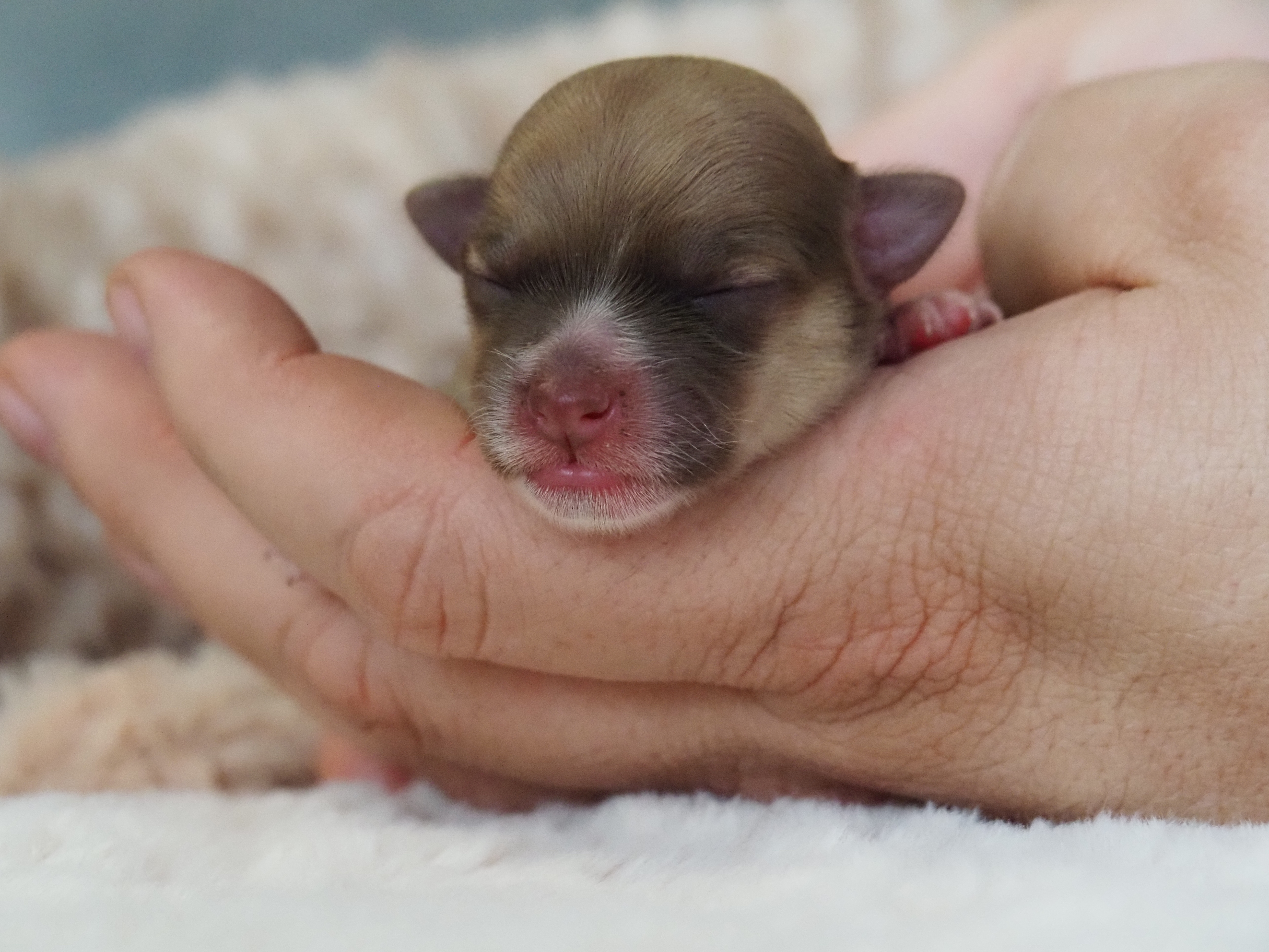 Unser Erstgeborener Willi. RotBraun Zobel Image