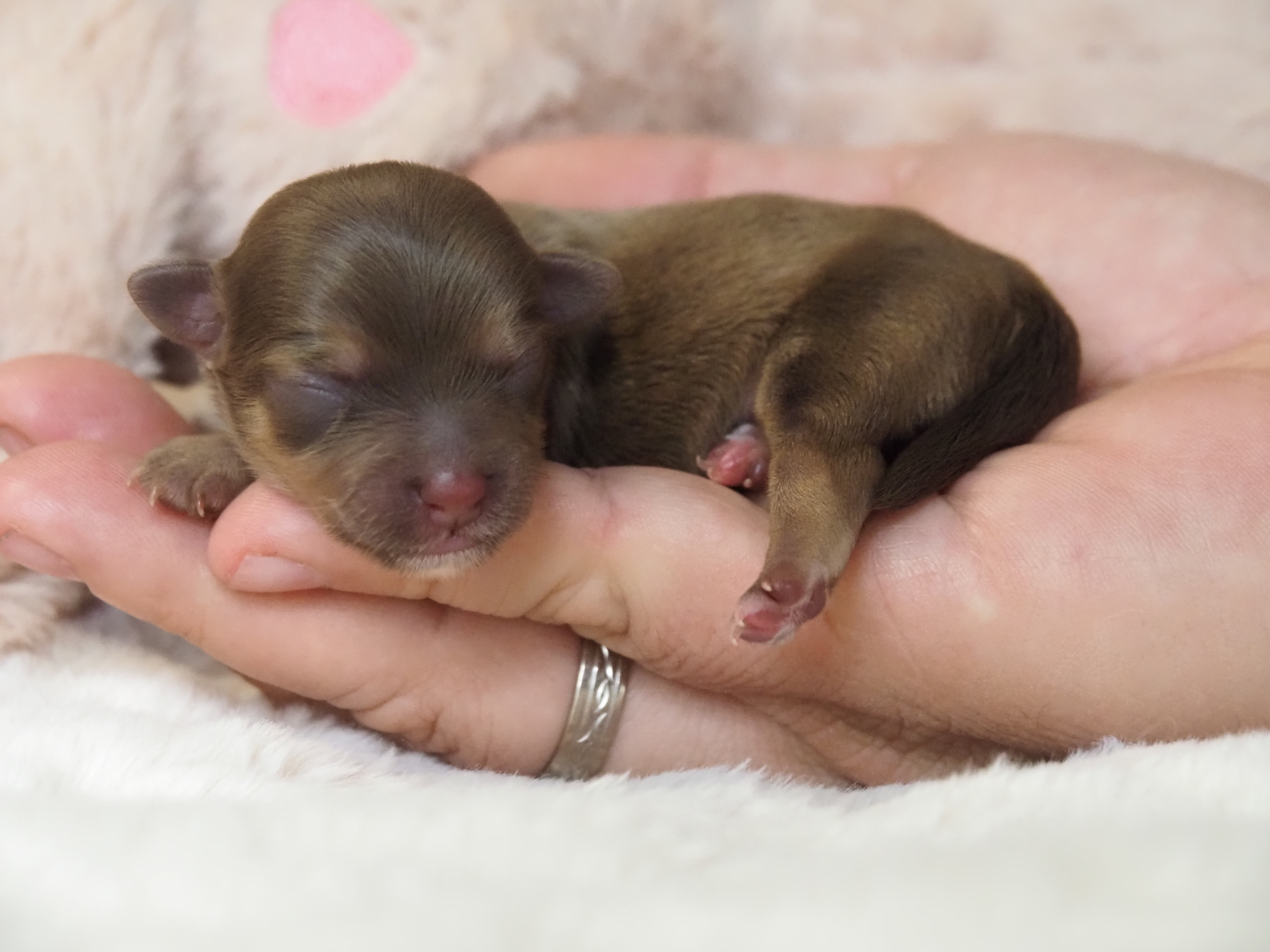 Unser Zweitgeborener Waldemar. Braunzobel Image