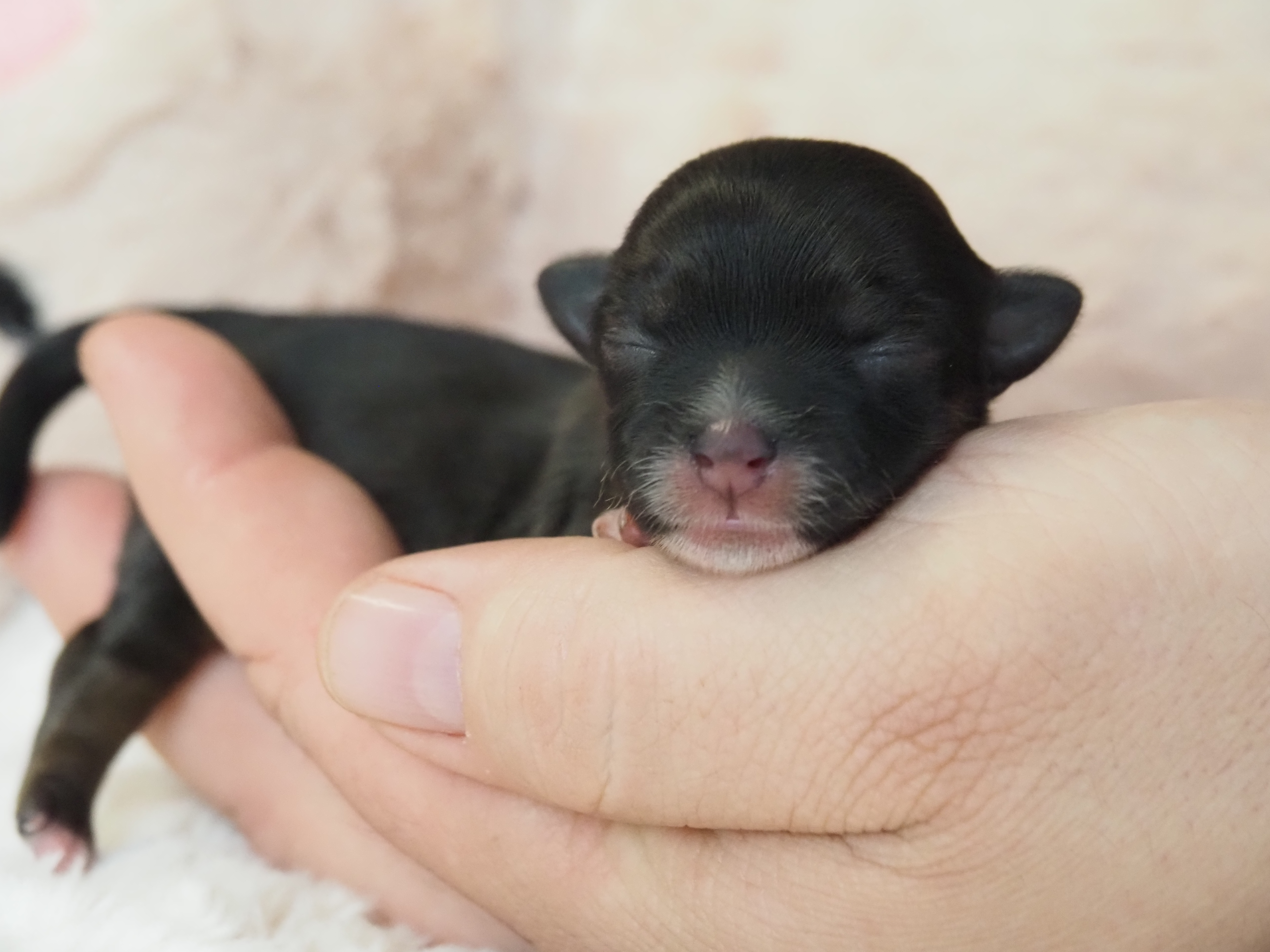 Unsere Drittgeborene Waltraud. Rotzobel Image