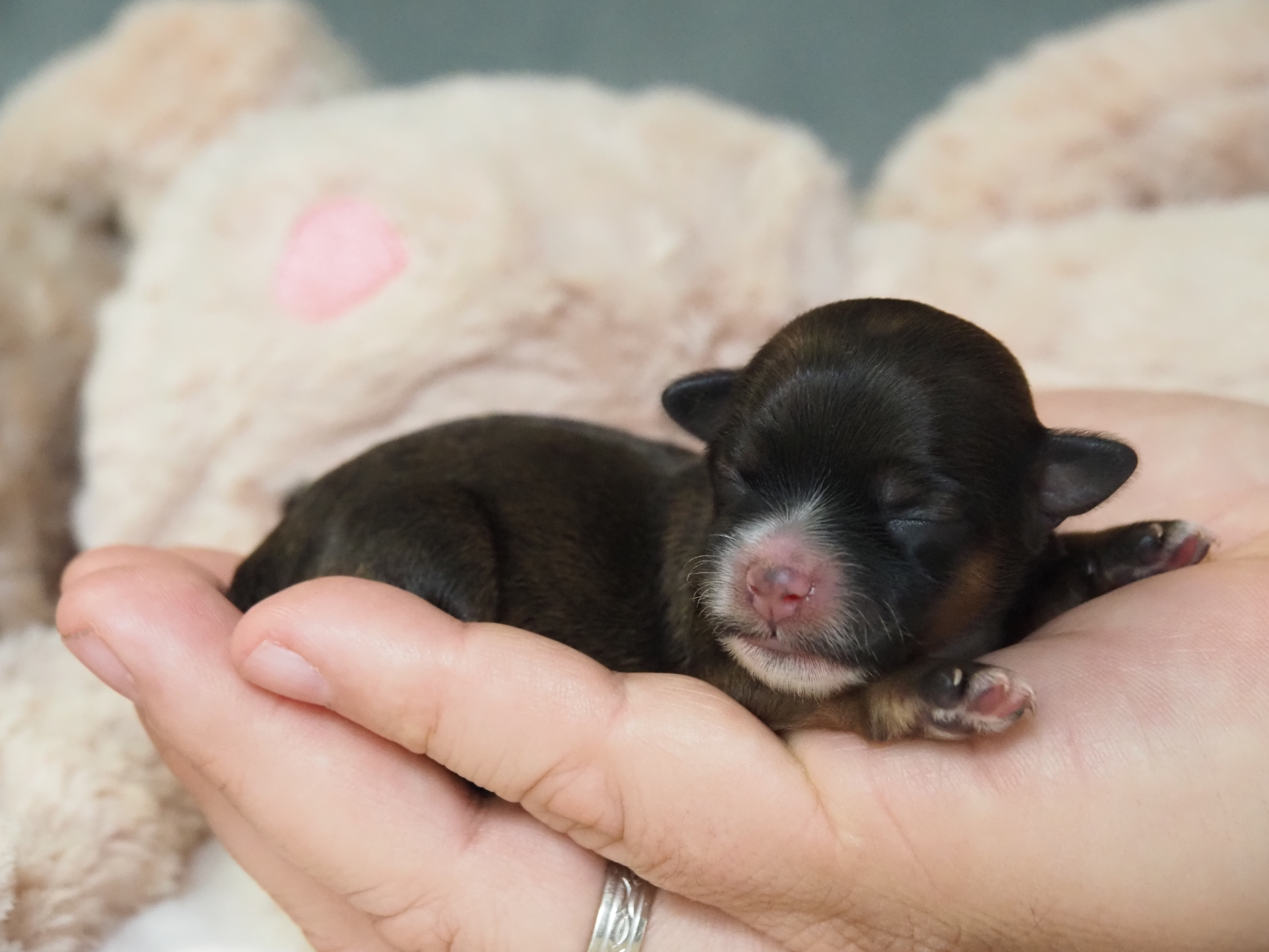 Unsere Fünftgeborene Walburga. Rotzobel Image