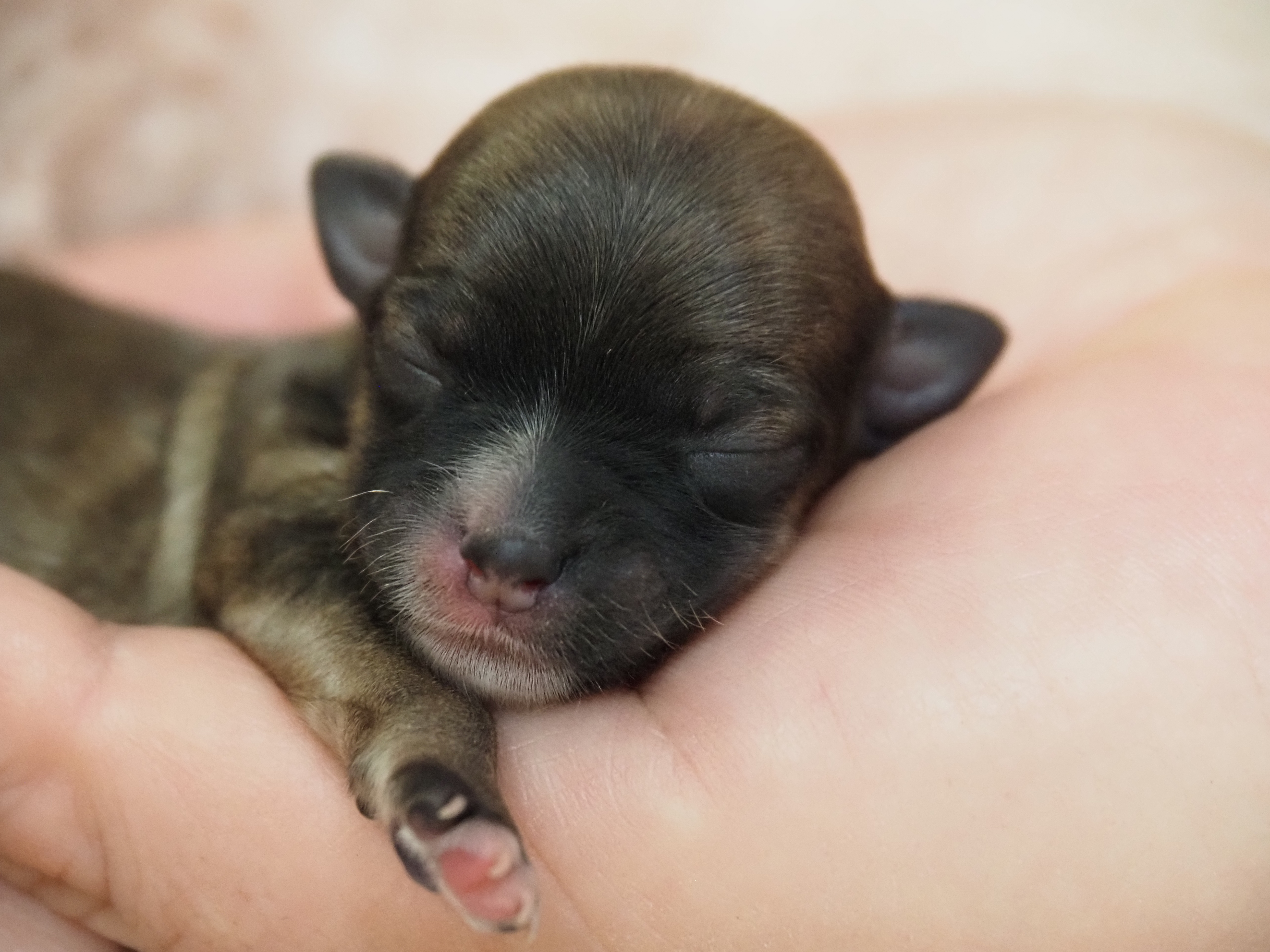 Unsere Viertgeborene Wenke. Cremezobel Image